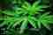CBD-Cannabis